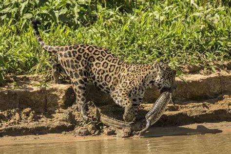 qué comen los jaguares